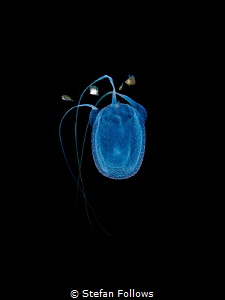 Ghostface Killah

Box Jellyfish - Morbakka virulenta
... by Stefan Follows 